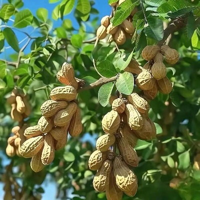 花生上树画面引争议，良品铺子致歉：揭秘科学常识背后的真相