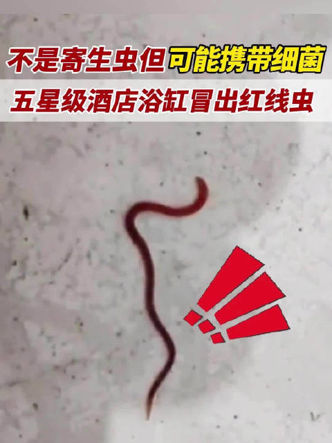 五星级酒店浴缸现红线虫！官方紧急通报揭秘真相
