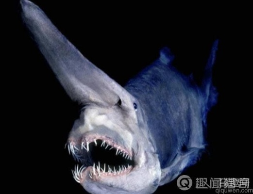 哥斯达黎加惊现神秘“黄金鲨”！橙眼白身似幽灵