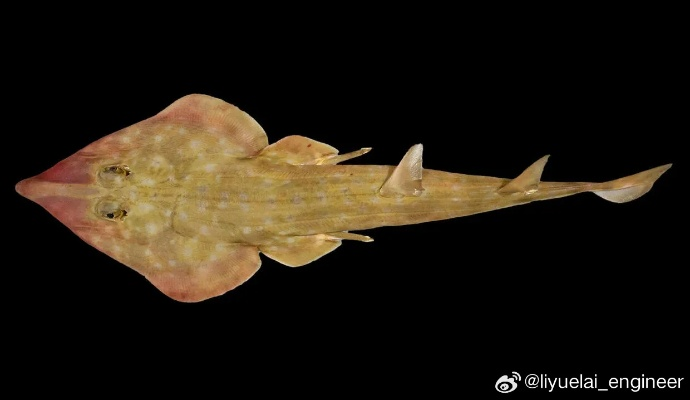 哥斯达黎加惊现神秘“黄金鲨”！橙眼白身似幽灵