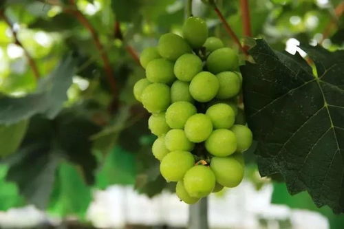 阳光玫瑰降价风暴：10元3斤，葡萄界的“爱马仕”不再遥不可及