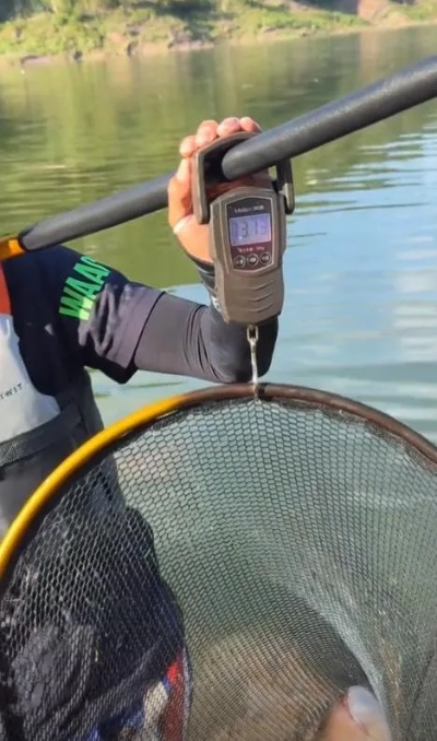 73斤野生花鲢钓获真相揭秘！网友热议！
