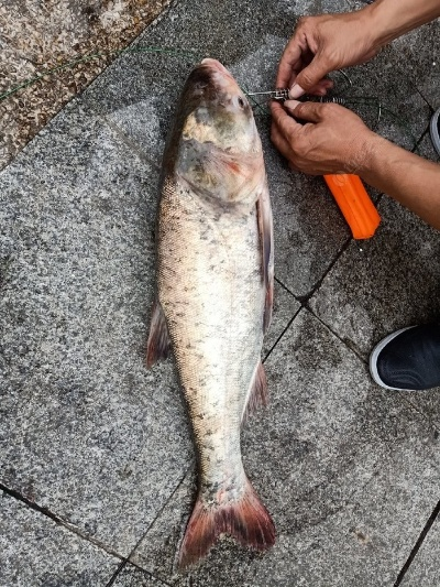 73斤野生花鲢钓获真相揭秘！网友热议！