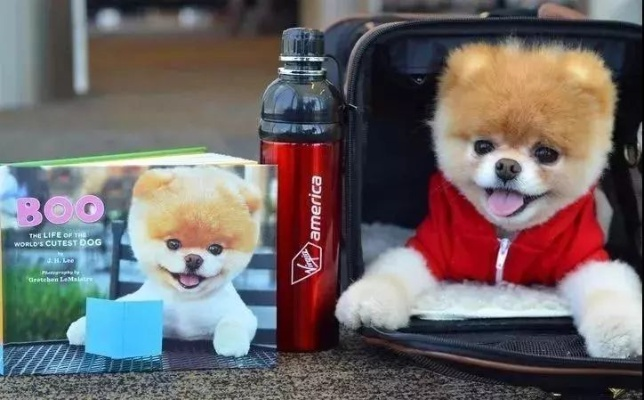 《网红狗狗PON离世：17载萌宠传奇》