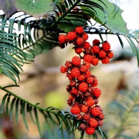 无限暖暖落叶堆挑战高分攻略，轻松上分！