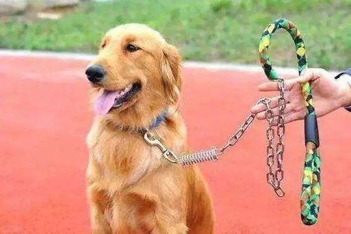 高空抛狗悲剧：姐妹因狗屎争执，狗狗从21楼坠落被判刑！