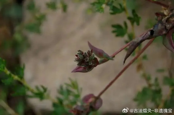 赤精草攻略：高效获取方法揭秘