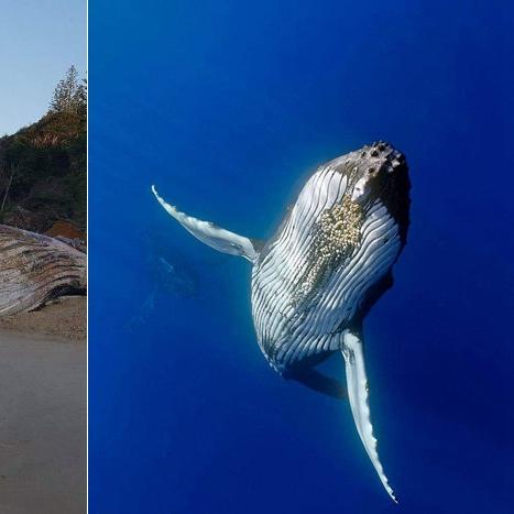 《死亡搁浅2：No.100步枪订单攻略，独行指挥官必看》