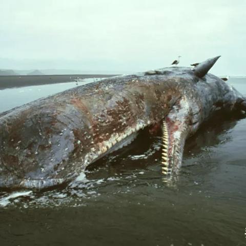 《死亡搁浅2金属高效获取攻略》