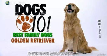 《三男一狗》DLC取消揭秘：10款优质内容盘点，不容错过！