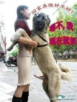 《三男一狗》DLC取消揭秘：10款优质内容盘点，不容错过！