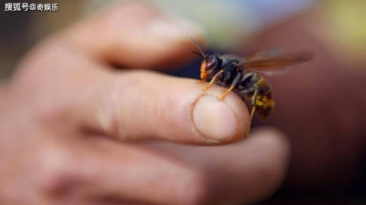 瑶族网红户外寻蜂意外身亡，马蜂蜇伤成悲剧，揭秘蜂群危机！