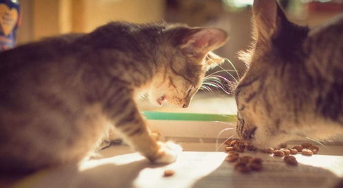 《Mewgenics》2026年独领风骚，猫咪培育新潮流来袭