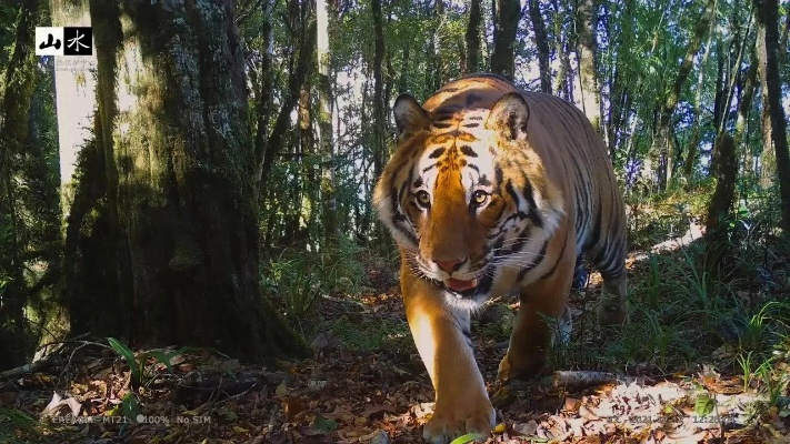 网红孟加拉虎红糖新居揭秘：10月入驻800平豪宅，独家爆料！