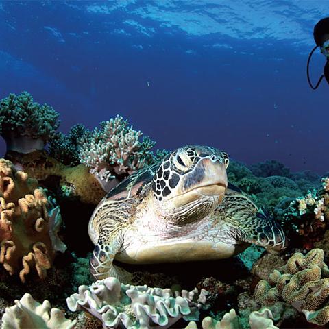 芝加哥河底惊现失踪夫妇，潜水队意外寻得97辆汽车宝藏