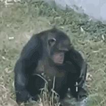 猩猩禁看手机：揭秘上海野生动物园独特互动体验