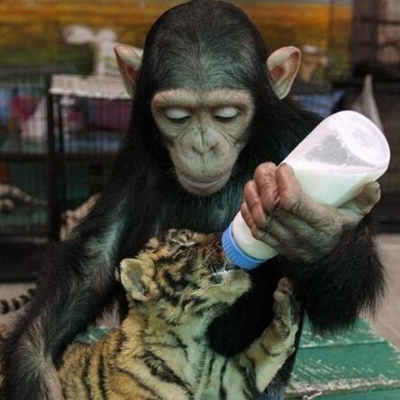 猩猩禁看手机：揭秘上海野生动物园独特互动体验