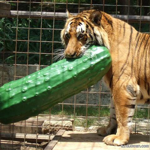 “囧图揭秘：尺寸决定位置，游戏角色定位新攻略”