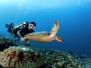 海洋危机！澳州禁用鱼形酱油瓶，守护海洋生物新举措来袭