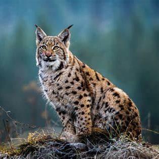 孩子目睹吉祥物被抓，家长强烈反响：警方行动引发热议