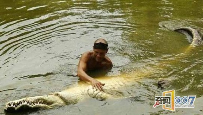 半路遇死鳄鱼复活，骑手配送奇遇记