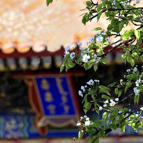 《空洞骑士》丝之歌手柄键盘设置攻略：一键解锁高效操作技巧