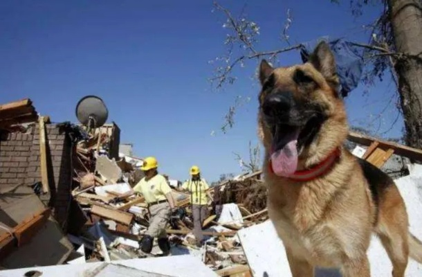 勇敢狗狗力挽狂澜：秘鲁记者家爆炸危机，小狗咬断引线保全家平安