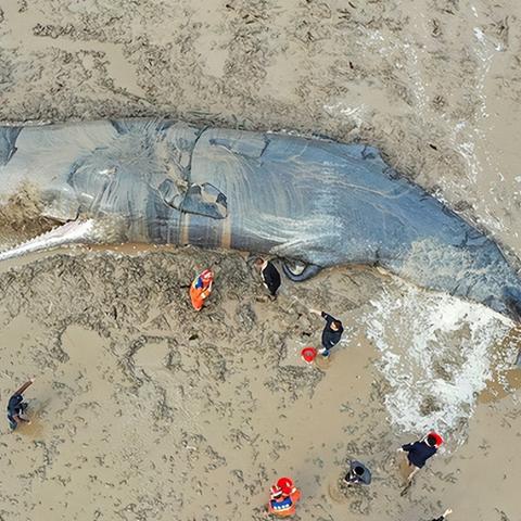 《死亡搁浅2》第9节订单攻略：高效全流程解析，解锁隐藏奖励