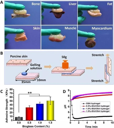 骨胶水创新突破！浙大研发骨折粘合神器，一粘即愈！