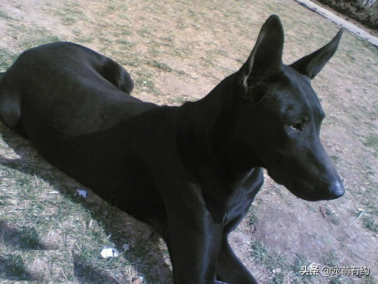 黑狼：传奇警犬，重庆功勋犬，探秘神秘犬种新风采