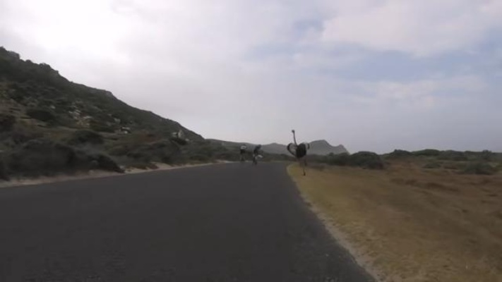 男子挑战极限：鸵鸟骑行超电动车，十年狂飙不止！