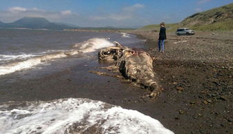 神秘角兽惊现虎跳峡！官方揭秘神秘生物真相