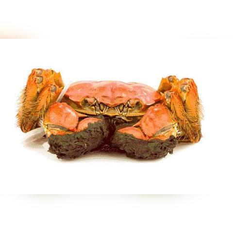 断肢奇迹！宠物蟹仅剩一钳子，救治走红网络，网友热议不断