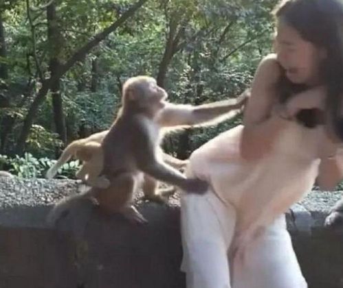 峨眉山猴子真相揭秘：AI合成视频曝光，捏造事件引热议