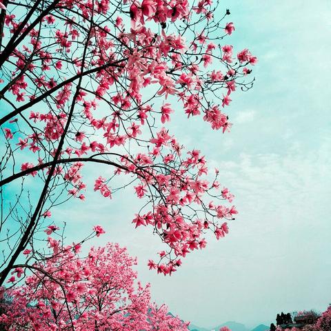 山花烂漫时开播周年庆，国产剧评分巅峰再续辉煌，独家揭秘！