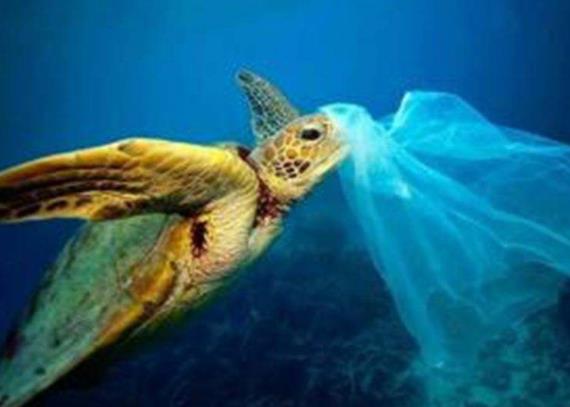 1.8米巨石斑鱼捕获奇观，渔获价超3万，揭秘海洋珍宝！