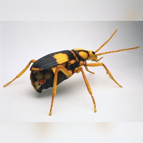 禁闭求生2独家攻略：快速制作灼热头盔与投弹甲虫套，提升生存技巧！