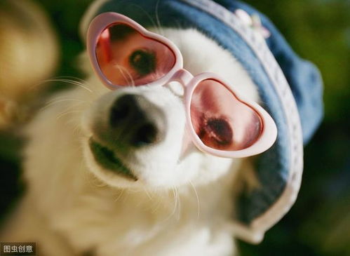 公筷喂狗引关注，西贝全面消杀升级，打造安心就餐新体验