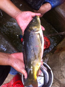 《起点大神“饥鱼”离世，年仅24岁，粉丝泪目》