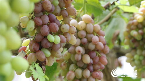 阳光玫瑰葡萄价格暴跌，3元一斤！玩家必看：市场失宠真相揭晓