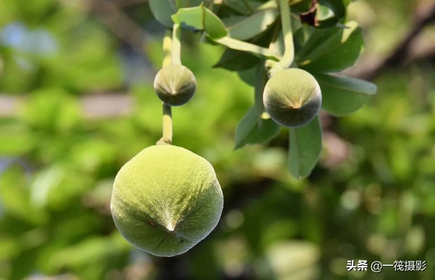 广东奇观！非洲猴面包树18年开花结果，种植秘诀大揭秘