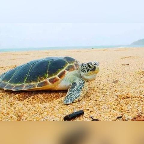 《海之剑》首发入库！沉浸治愈之旅，放松心情新体验