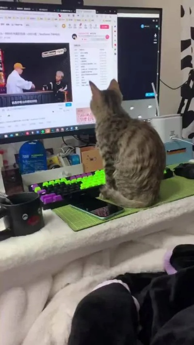 B社撸猫视频引热议，玩家热议背后原因揭秘！猫咪萌态引发狂喷潮