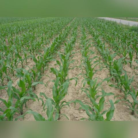 iPhone 17狂热来袭！苹果紧急增产30%，独家揭秘！