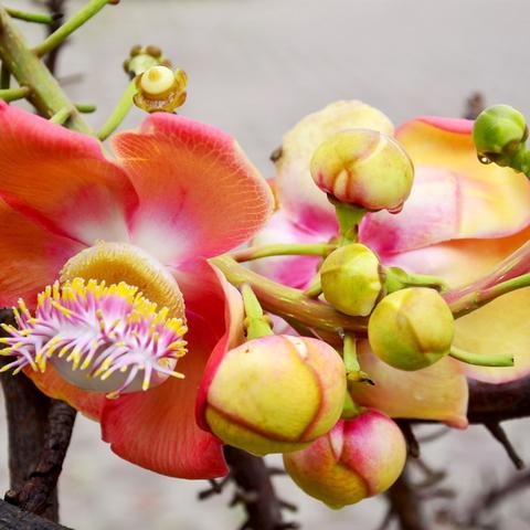 《丝之歌》汉化版即将上线！独家民间改译，体验全新东方风情