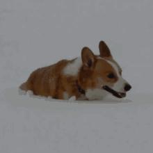 新忍爆料揭秘！宇智波斑五影会谈空间穿梭技能大揭秘！