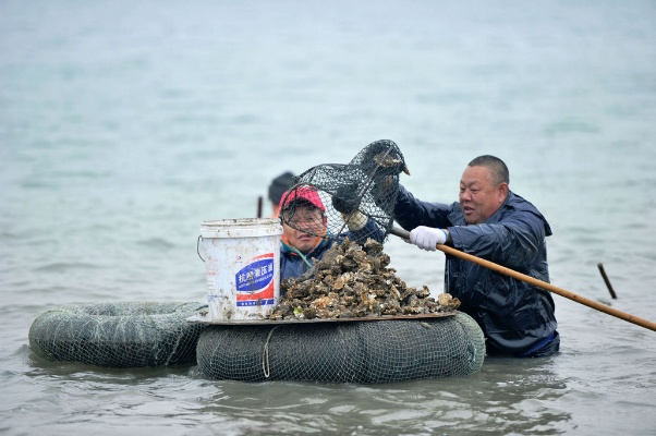 海滩生蚝大丰收！市民捡拾乐翻天，退潮美景尽收眼底
