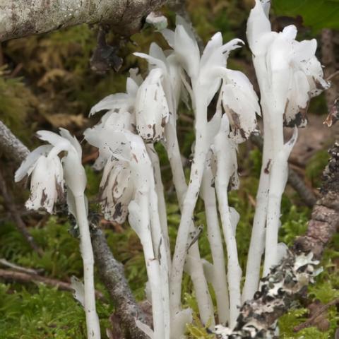 惊现神秘“冥界之花”重庆两地将变黑，探险者慎入！