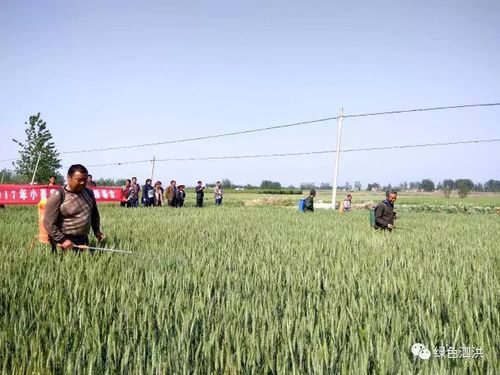 《星布谷地》揭秘：探索种地新乐趣，农业玩法大不同