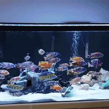 罗永浩点赞小米：揭行业潜规则，小米创新不止步